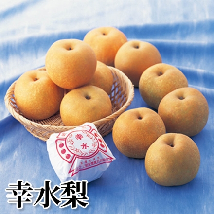 幸水梨 2.5kg(5～8個)