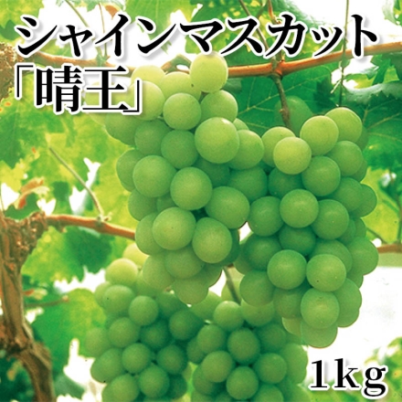 シャインマスカット「 晴王 」 1ｋｇ