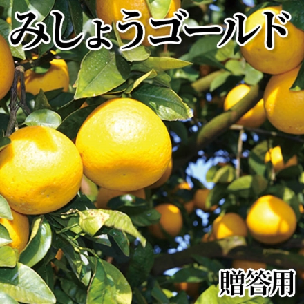 みしょうゴールド 贈答用 4kg(7～15個)