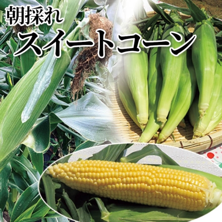 朝採れスイートコーン 3.5kg(9～12本)