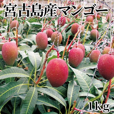 宮古島産マンゴー 1ｋｇ