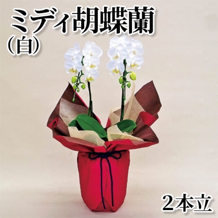 ミディ胡蝶蘭（白）2本立 白系 2本立、ラッピング・リボン付 サイズ(約)＝高さ35cm 鉢／直径12cm(4号陶器鉢)