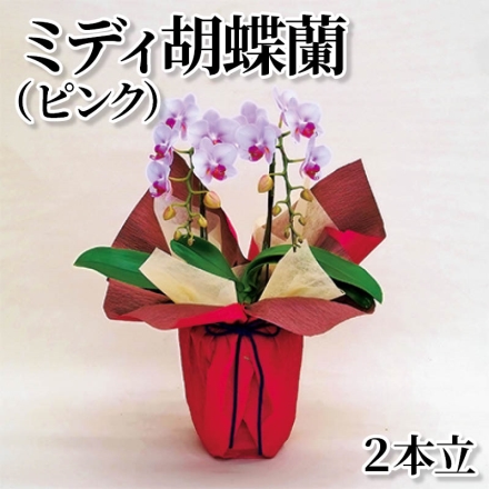 ミディ胡蝶蘭（ピンク）2本立 ピンク系 2本立、ラッピング・リボン付 サイズ（約）＝高さ35ｃｍ 鉢／直径12ｃｍ（4号陶器鉢）
