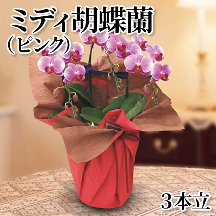 ミディ胡蝶蘭（ピンク）3本立 ピンク系 3本立、ラッピング・リボン付 サイズ(約)＝高さ50cm 鉢／直径18cm(6号陶器鉢)