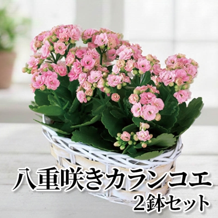 八重咲きカランコエ 2鉢セット ピンク系 2鉢 サイズ(約)＝高さ20cm 鉢／直径10.5cm(3.5号鉢) ウッドバスケット／幅24×奥行12.5×高さ11cm