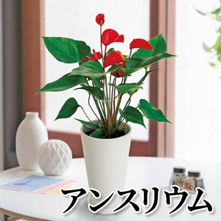 アンスリウム サイズ(約)＝高さ40cm 鉢／直径12cm(4号陶器鉢) 受け皿付