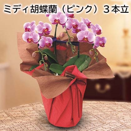 ミディ胡蝶蘭（ピンク）3本立 ピンク系 3本立、ラッピング・リボン付 サイズ（約）＝高さ50cm 鉢／直径18cm（6号陶器鉢） ※色・形状は写真と異なる場合があります 二重包装・のし紙指定はご遠慮ください