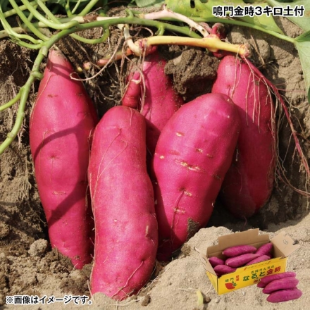 お歳暮のし付き 鳴門金時3キロ土付