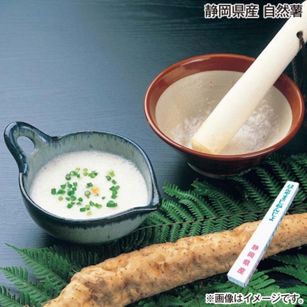 お歳暮のし付き 静岡県産 自然薯 500g（1本）