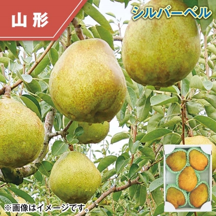 シルバーベル 2kg（3～8個）