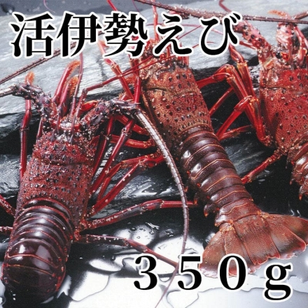 活伊勢えび 350ｇ