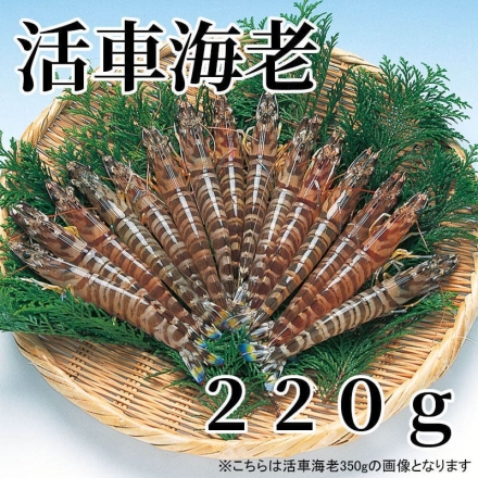活車海老 220ｇ