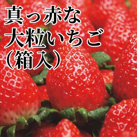 真っ赤な大粒いちご（箱入） 800g（2L～3L混）
