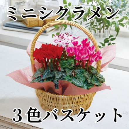 ミニシクラメン3色バスケット