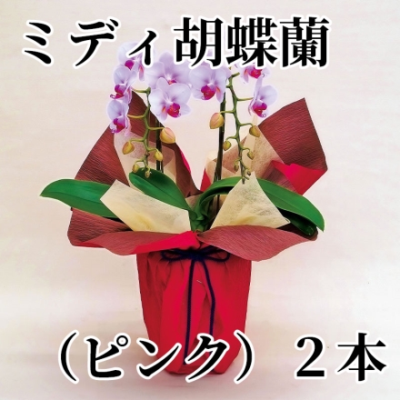ミディ胡蝶蘭（ピンク）2本立