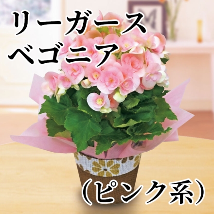 リーガースベゴニア（ピンク系） サイズ（約）＝高さ30cm 鉢／直径13.5cm（4.5号鉢）