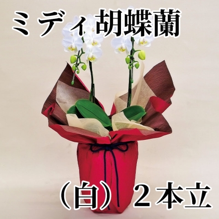 ミディ胡蝶蘭（白）2本立