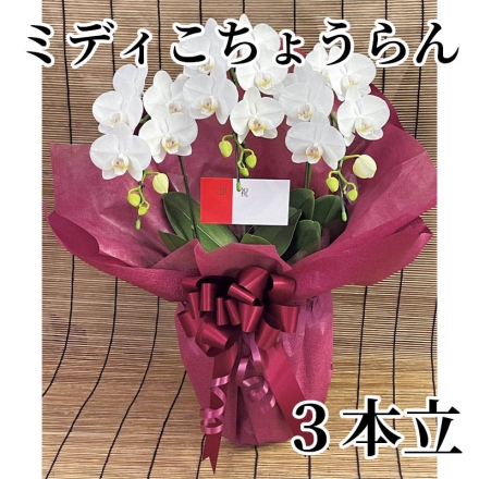 ミディこちょうらん 3本立