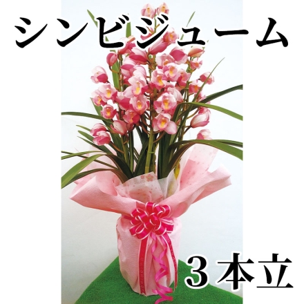 シンビジューム 3本立