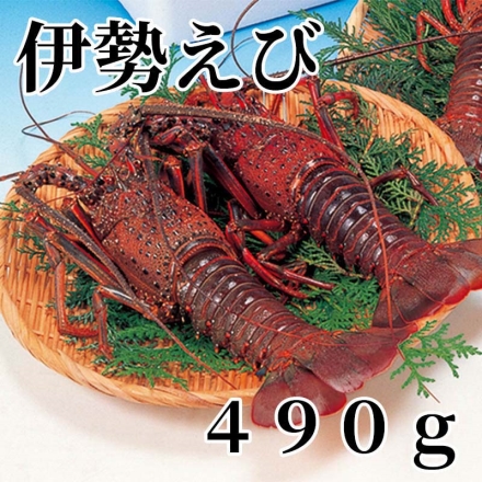 伊勢えび 490ｇ