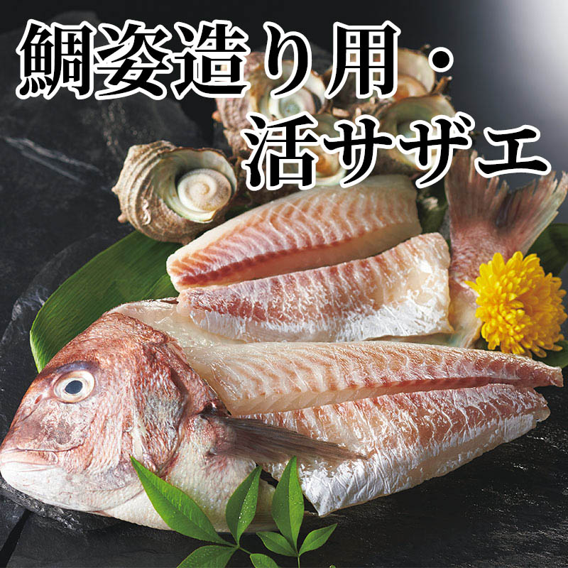 鯛姿造り用・活サザエ 真鯛750g（頭・骨含む）、サザエ500g（5個）