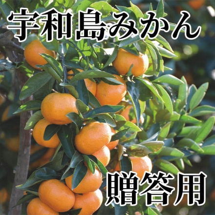 宇和島みかん 贈答用 3kg（20～30個）