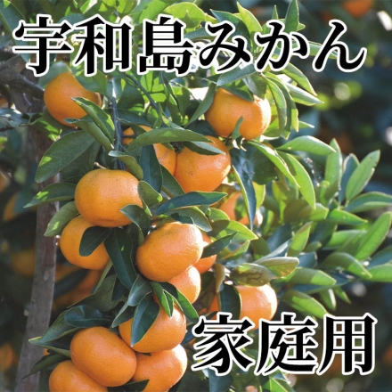 宇和島みかん 家庭用 5kg（25～70個）
