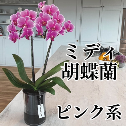 ミディ胡蝶蘭 ピンク系 ピンク系 2本立、給水タンブラーポット付 サイズ（約）＝高さ40cm 鉢／直径11cm（4号鉢）