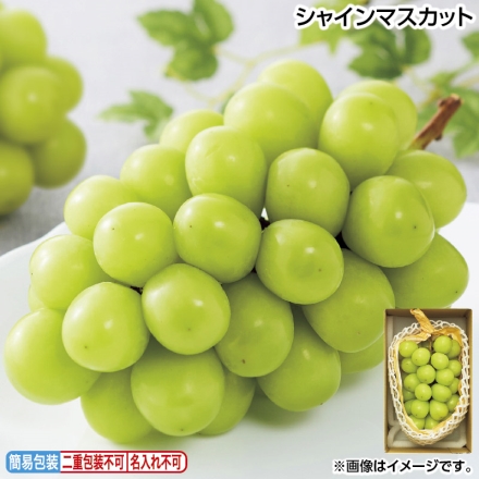 お中元のし付き シャインマスカット 500g（1房） 御中元 夏ギフト ギフト 贈答