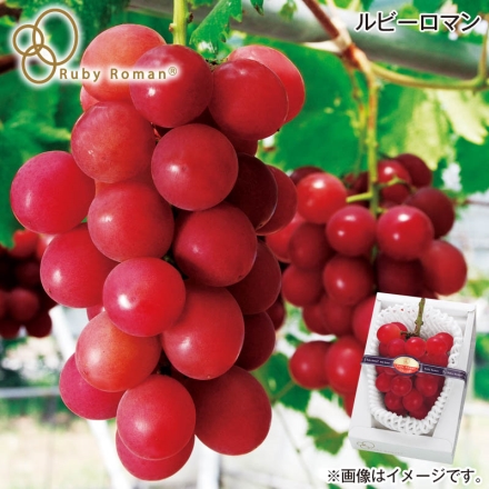 お中元のし付き ルビーロマン 500g(1房) 御中元 夏ギフト ギフト 贈答
