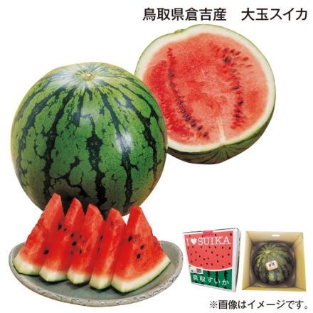 お中元のし付き 鳥取県倉吉産 大玉スイカ 7kg 御中元 夏ギフト ギフト 贈答