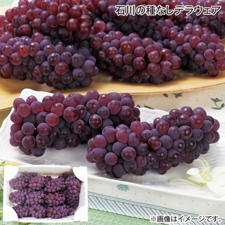 お中元のし付き 石川の種なしデラウェア 2kg（8～12房） 御中元 夏ギフト ギフト 贈答