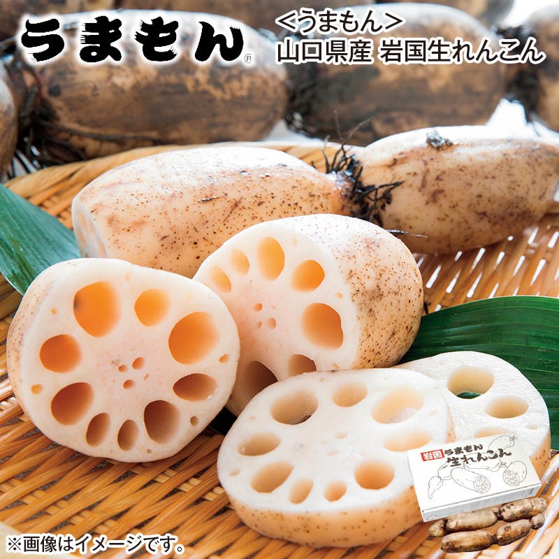 〈うまもん〉山口県産 岩国生れんこん 2kg 送料込み