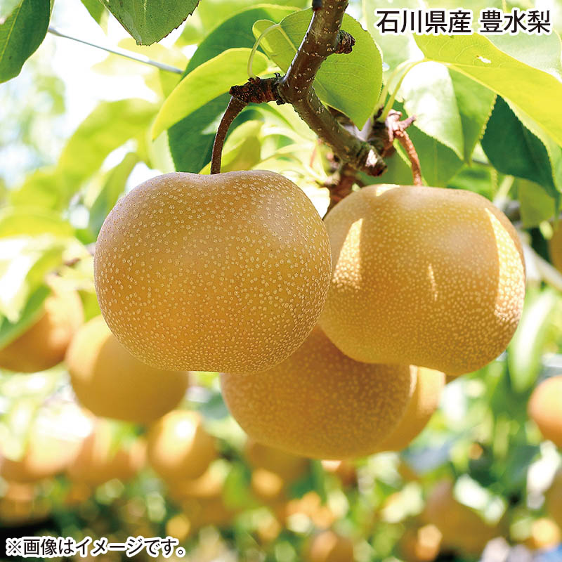 石川県産 豊水梨 2.3kg（6～8個） 送料込み