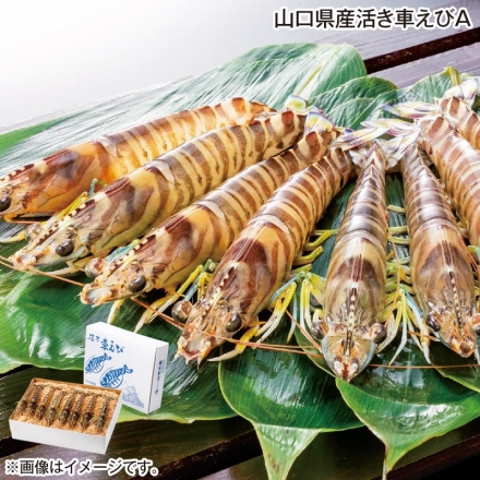 お歳暮のし付き 山口県産活き車えび Ａ 250g（6～9尾）