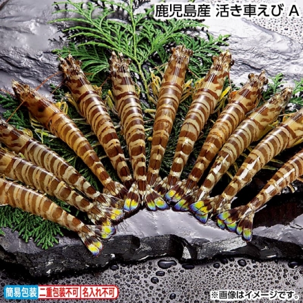 お歳暮のし付き 鹿児島産 活き車えび Ａ 260g（10～15尾）