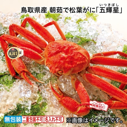 お歳暮のし付き 鳥取県産 朝茹で松葉がに「 五輝星 」 1kg（1杯）