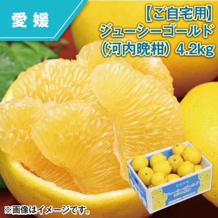 ご自宅用 ジューシーゴールド（河内晩柑）4.2ｋｇ
