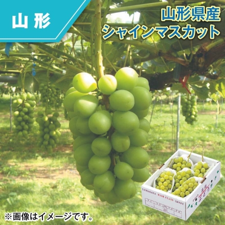 山形県産 シャインマスカット