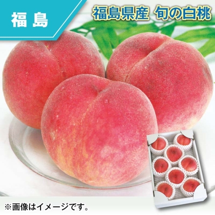 福島県産 旬の白桃 1.6kg（秀：5～10個）