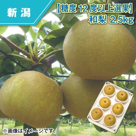 糖度12度以上選果 和梨 2.5ｋｇ