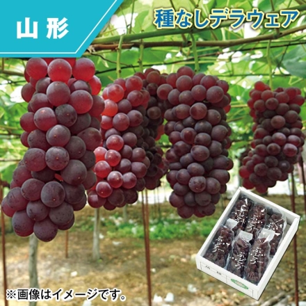 種なしデラウェア 800g（5～8房）