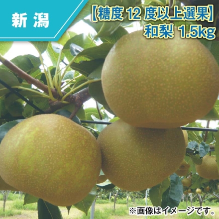 糖度12度以上選果 和梨 1.5ｋｇ