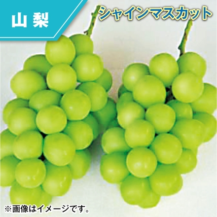 シャインマスカット 1.3kg（2～3房）