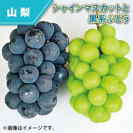 シャインマスカットと黒系ぶどう 1.3kg（シャインマスカット・黒系ぶどう 各1～2房）
