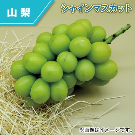 シャインマスカット 1.2kg（2～3房）