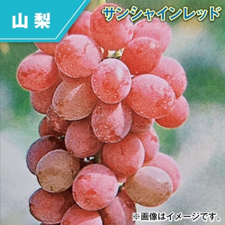サンシャインレッド 1.2kg（2～3房）