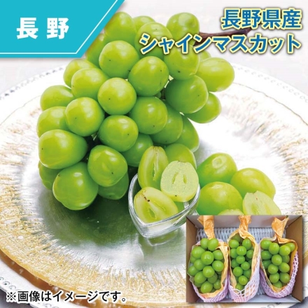長野県産 シャインマスカット 1.4kg（2～4房）