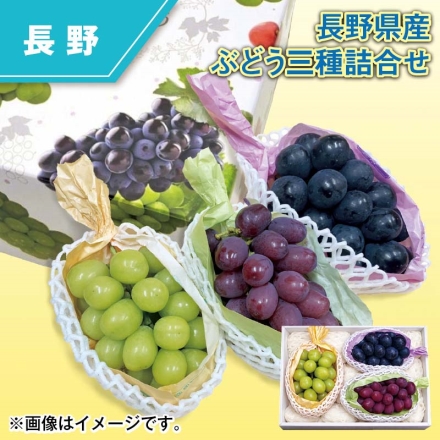 長野県産 ぶどう三種詰合せ