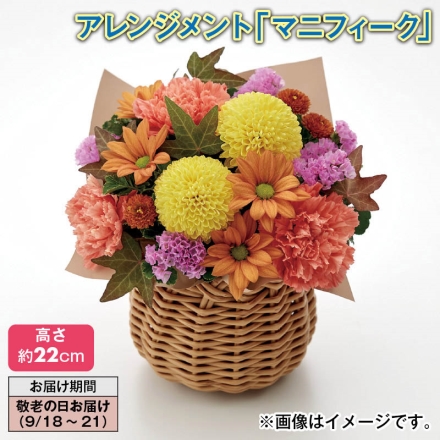アレンジメント「 マニフィーク 」 サイズ（約）＝幅20×奥行18×高さ22cm 素材＝花材／カーネーション（オレンジ系3本）、スプレーマム（オレンジ系2本）、ピンポンマム（イエロー系2本）、スターチス、グリーン